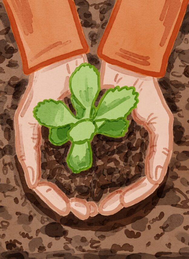 Illustrated image of hands holding a sprout in dirt