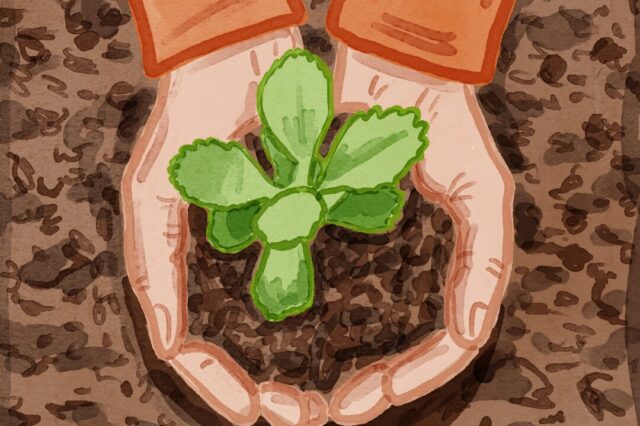 Illustrated image of hands holding a sprout in dirt